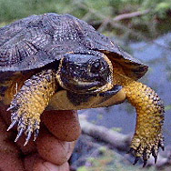 Threatened and endangered turtle surveys.